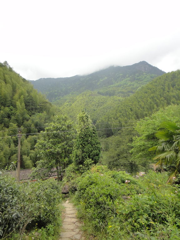 Teegarten in Tongmuguan